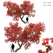 Japanese Maple Tree 01