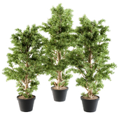 Outdoor Plants Monterey Pine tree  - Set 94