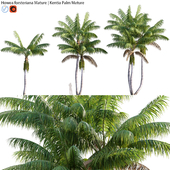 Howea forsteriana Mature - Kentia Palm Mature - 02