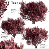 Set of Cotinus Coggygria trees (Smoke Tree) (3 Trees)