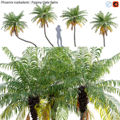 Phoenix roebelenii - Pygmy Date Palm - 01