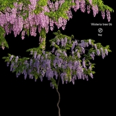 Wisterial tree 06