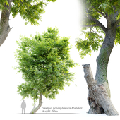 Fraxinus pennsylvanica Marshall