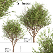 Set of Betula Ermanii Trees (Ermans birch) (2 Trees)