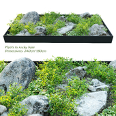 Plants in rocky base