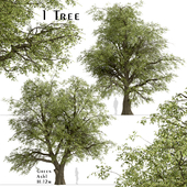 Green Ash Tree (Fraxinus Pennsylvanica) (1 Tree)