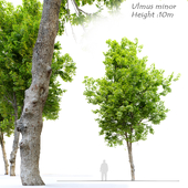 Ulmus minor