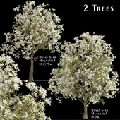 Set of Royal Star Magnolia Trees (Magnolia Stellata) (2 Trees)