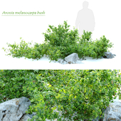 Aronia melanocarpa bush with rocks