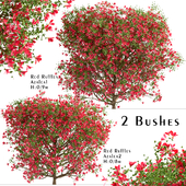 Set of Red Ruffle Azalea Bushes (Rhododendron) (2 Bushes)
