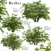 Set of Fatsia japonica bushes (Japanese aralia) (4 Bushes)