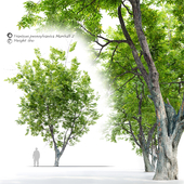 Fraxinus pennsylvanica Marshall 2