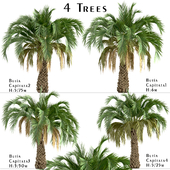 Set of Butia Capitata trees (Palmier jeleu) (4 Trees)
