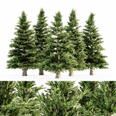 Norway Spruce 5 TREE