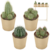 Set of Ikea Cactus
