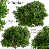 Set of Daphne Odora Bushes (Winter daphne) (2 Bushes)