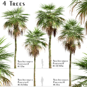Set of Trachycarpus Fortunei Palm trees (Chinese windmill) (4 Trees)