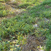 Meadow 2