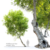 Fiddlewood tree