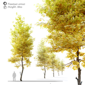 Autumn Fraxinus ornu