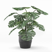 indoor and outdoor monstera plant