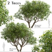 Set of Plumeria Trees (Frangipani) (2 Trees)