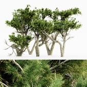 Monterey Cypress 5 TREE