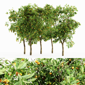 Orange Fruit 5 TREE