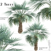 Set of Copernicia Palm Trees (Carnaubeira) (2 Trees)