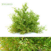 Spiraea japanica bush