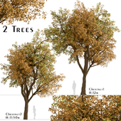 Set of Chestnut Trees (Castanea) (2 Trees)
