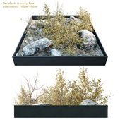 Dry plants in rocky base