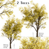 Set of Robinia Pseudoacacia Frisia Trees (Frisia Black Locust) (2 Trees)