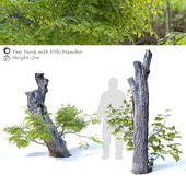 Two trunk with little branches