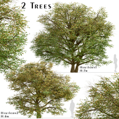 Set of Hawthorn Trees (Crataegus) (2 Trees)