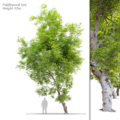 Fiddlewood tree_2