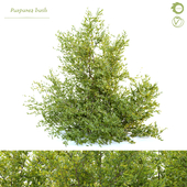 Purpurea bush