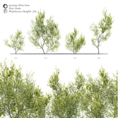 Young olive tree