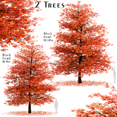 Set of Black Gum Trees (Nyssa sylvatica) (2 Trees)