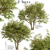 Set of Fraxinus Griffithii Trees (Griffiths ash) (2 Trees)