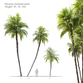Phoenix reclinata palm