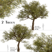 Set of Acacia Tortilis Trees (Vachellia tortilis) (2 Trees)