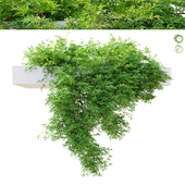 Hanging plant_10