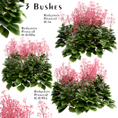 Set of Rodgersia pinnata bushes (Featherleaf rodgersia) (3 Bushes)