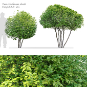 Two coniferous shrub