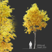 Autumn White ash