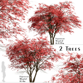 Set of Japanese Maple Trees (Acer Palmatum) (2 Trees)