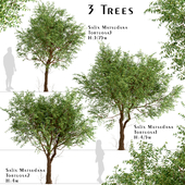 Set of Salix Matsudana Tortuosa Trees (Corkscrew Willow) (3 Trees)