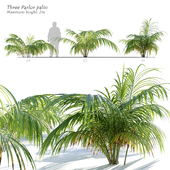 small Parlor Palm