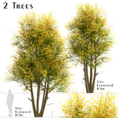 Set of Tilia Europaea Trees (Common Lime) (2 Trees)